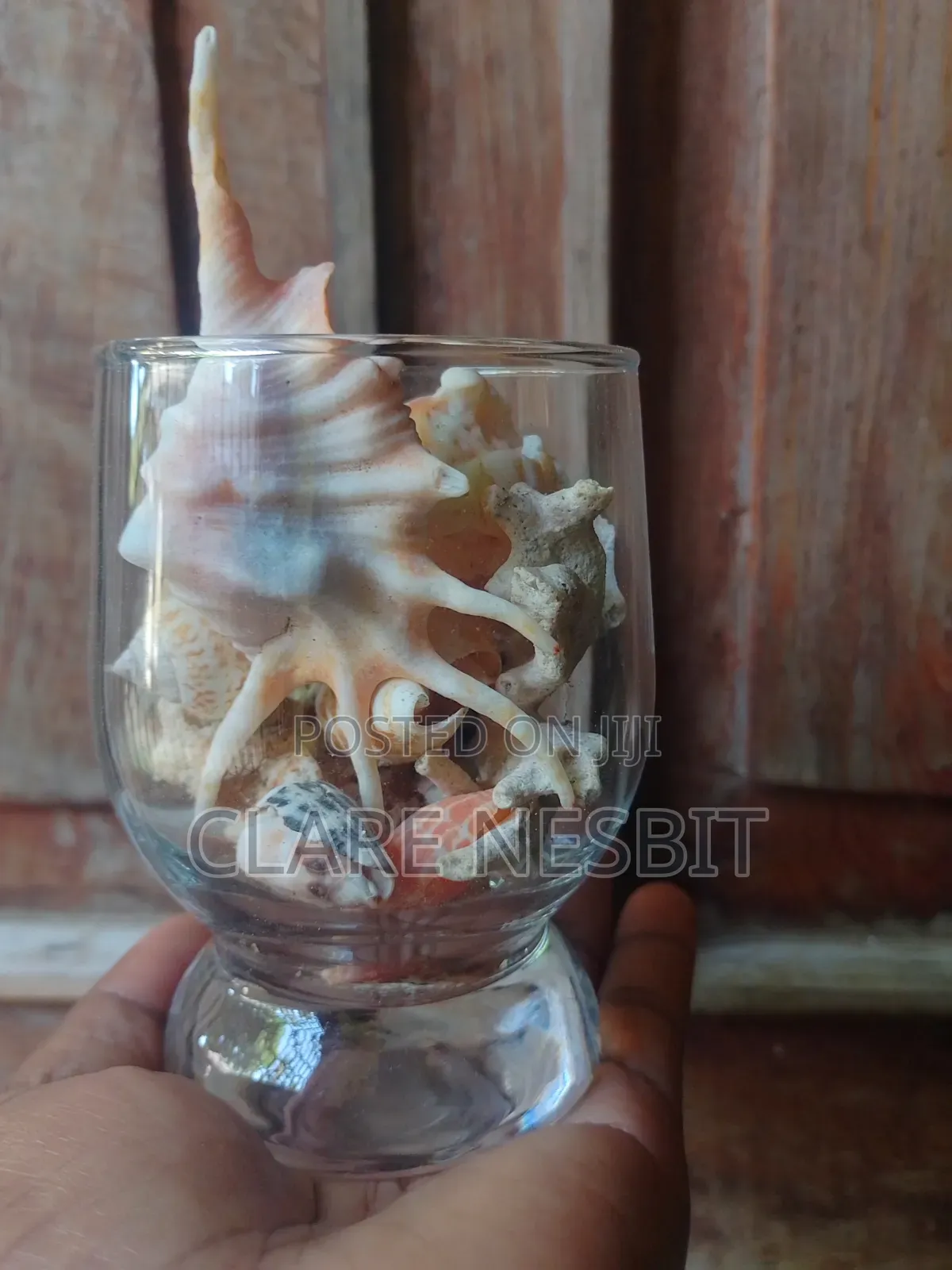 Sea Shells Corals