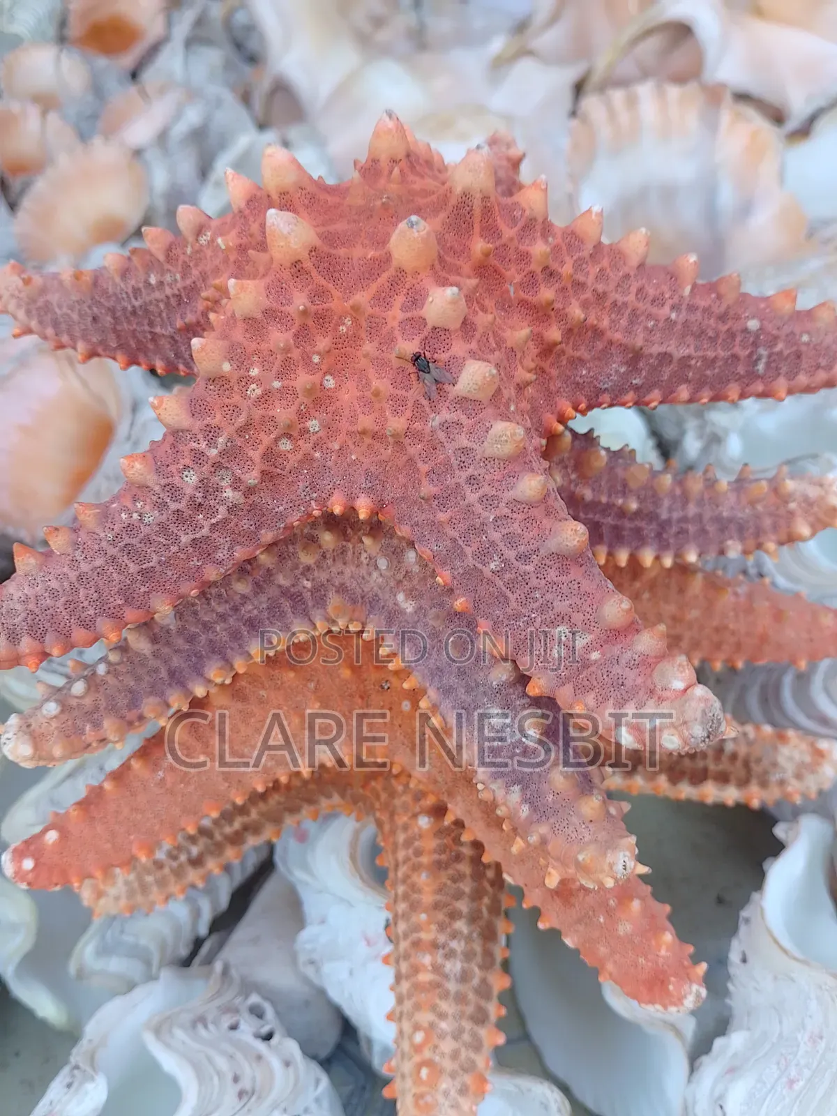 Sea Shells Corals