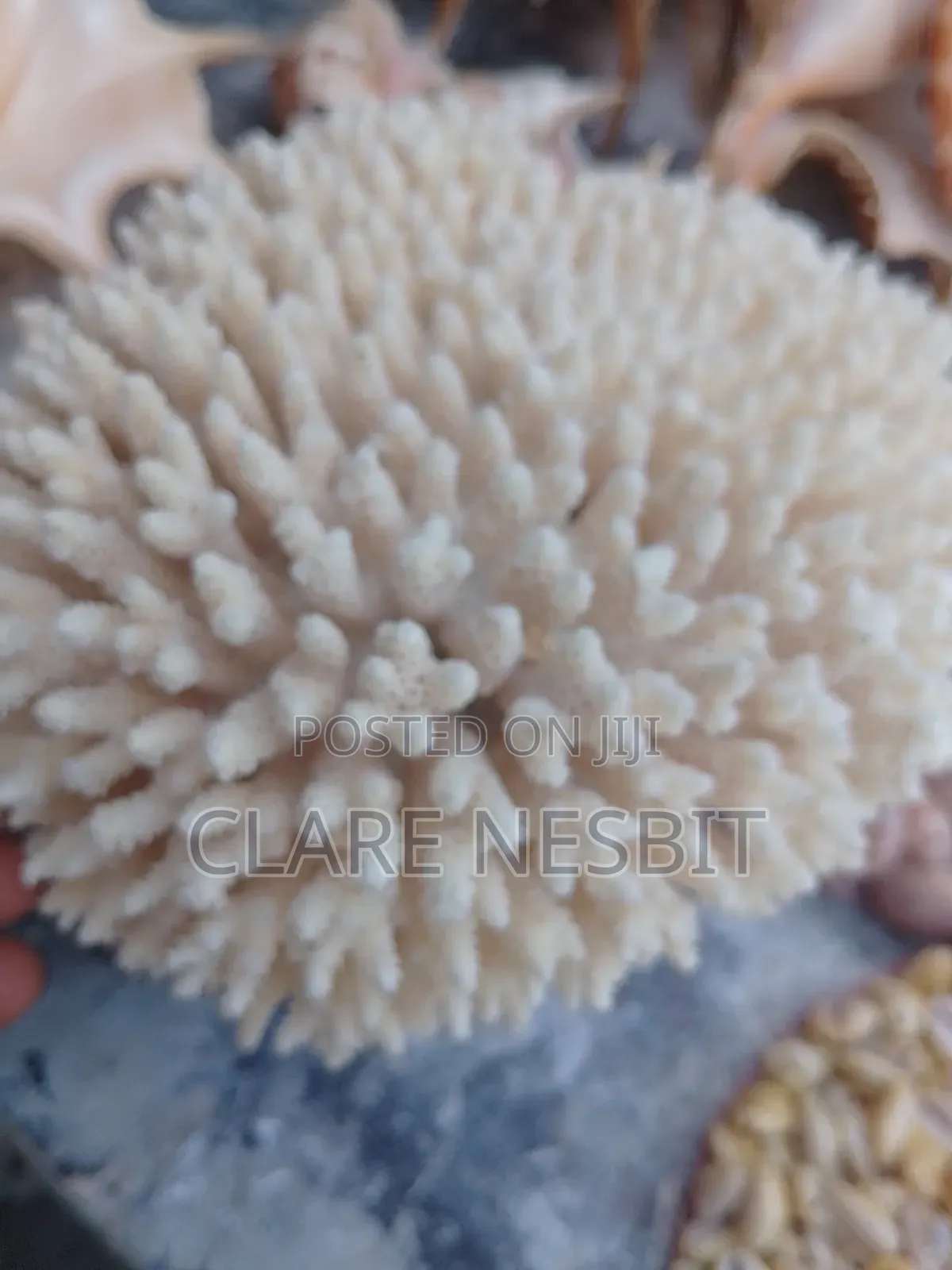 Sea Shells Corals