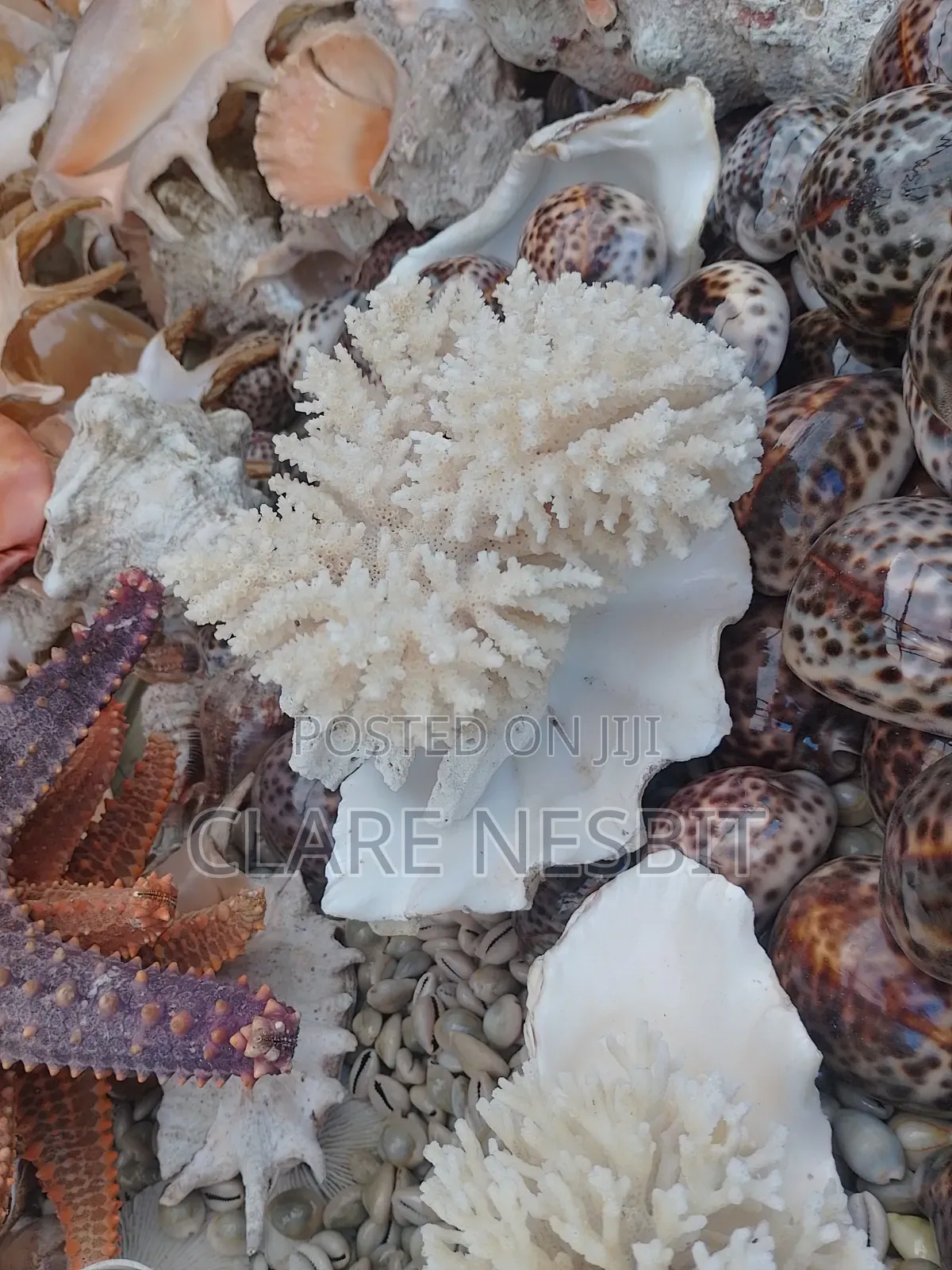 Sea Shells Corals