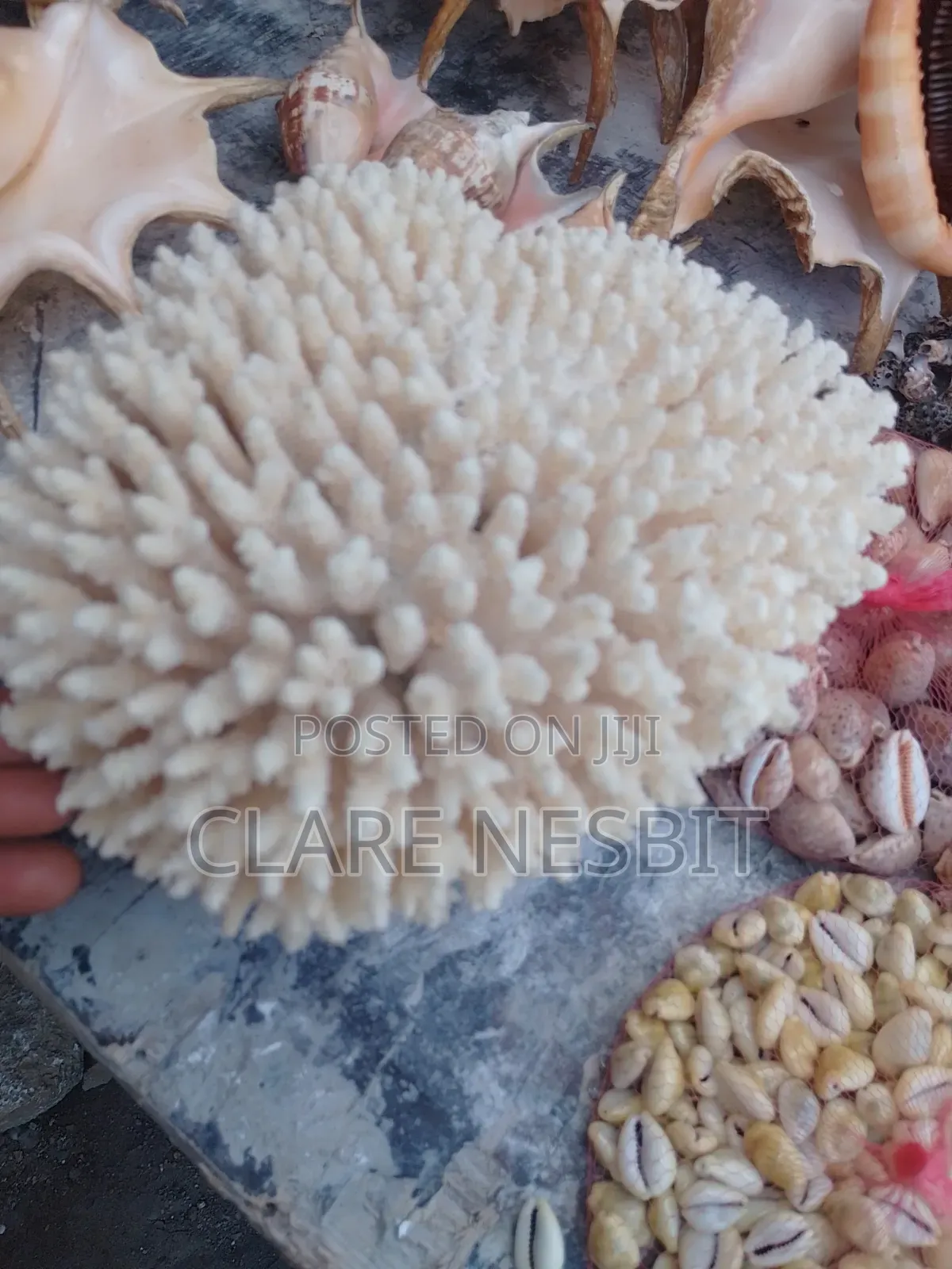Sea Shells Corals