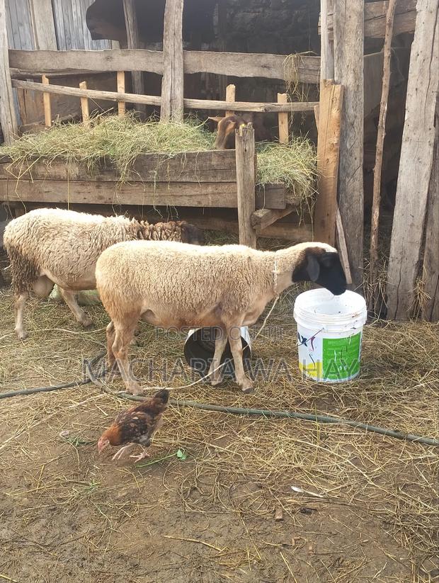 Pure Doppers Ram/ Ewes - thumbnail 2