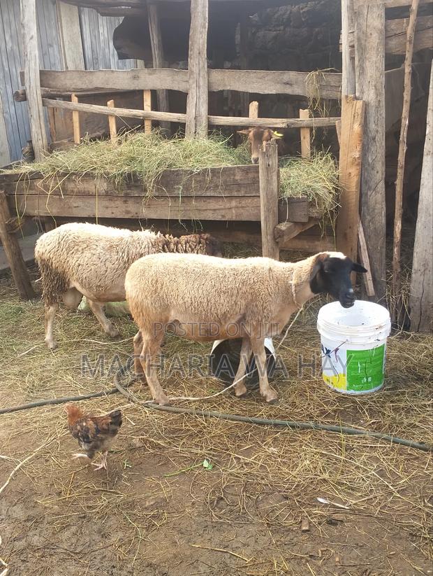 Pure Doppers Ram/ Ewes - thumbnail 3