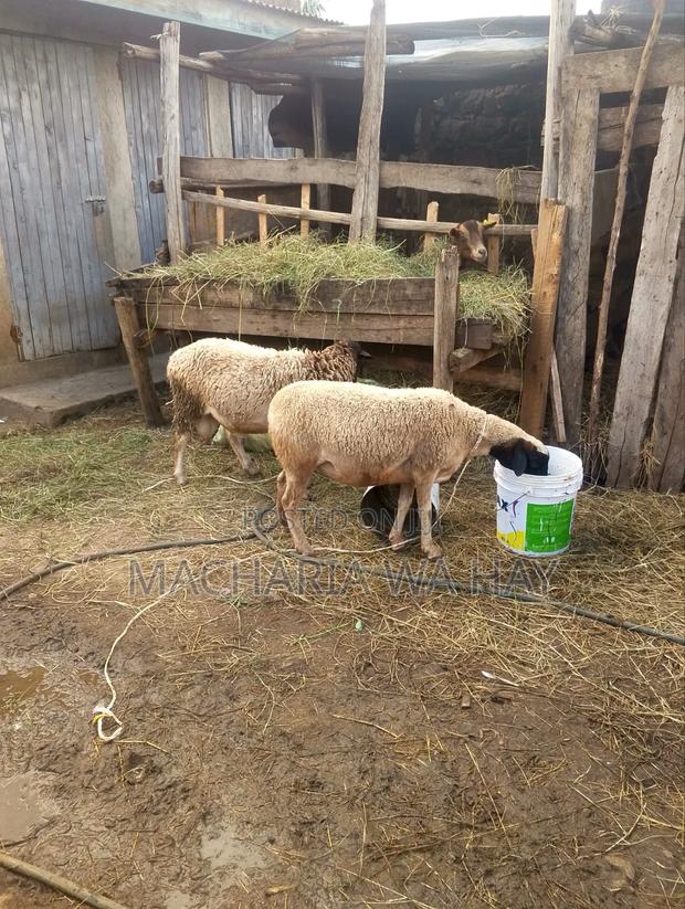 Pure Doppers Ram/ Ewes - thumbnail 4