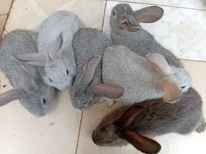1 Month(4week Old Newly Weaned Rabbits for Sale at Kenyatta Road Juja