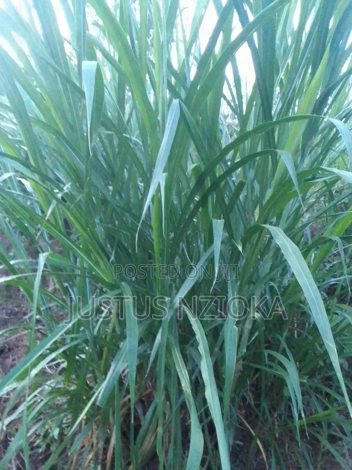 Super Nappier Grass