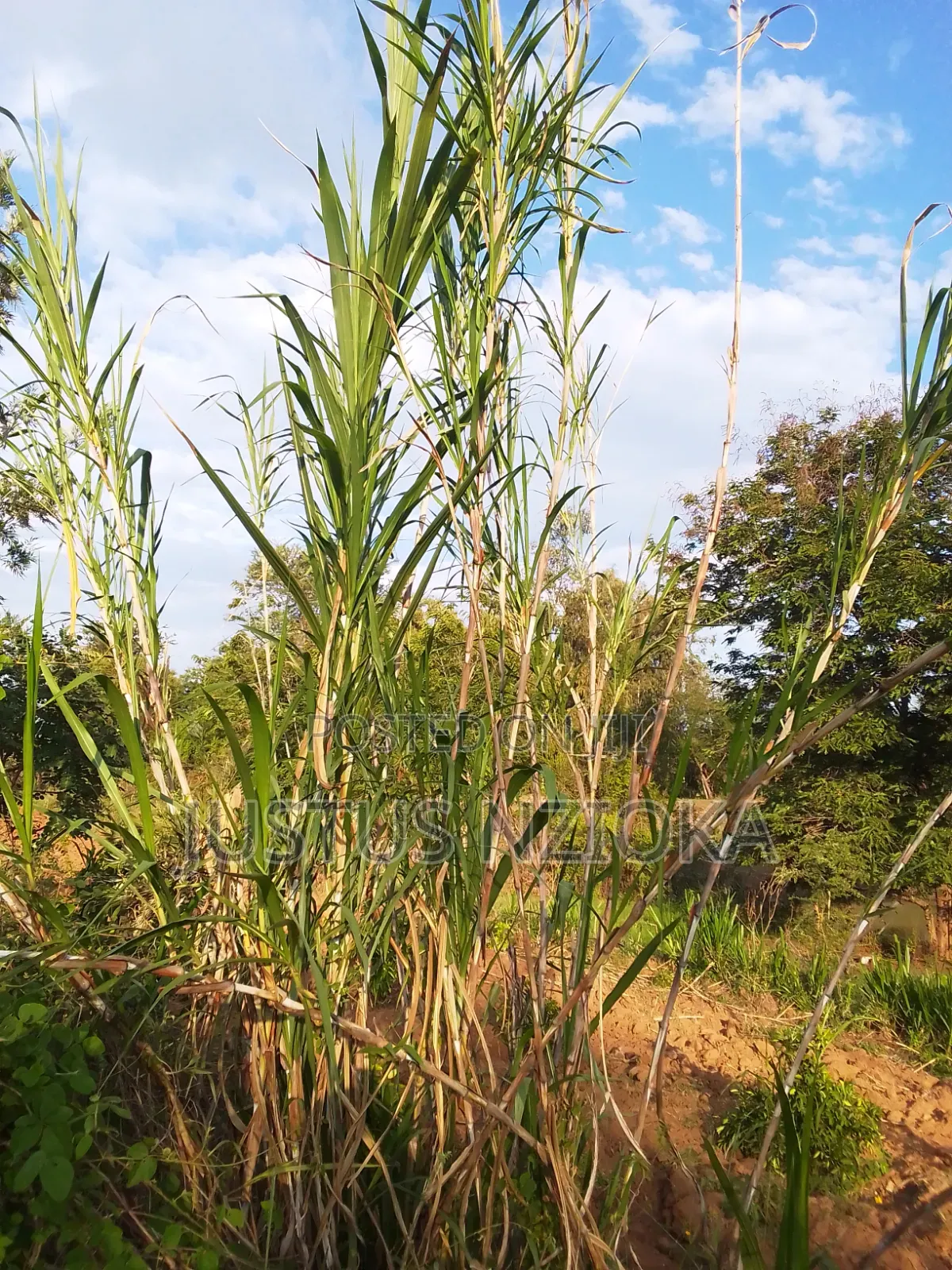 Super Nappier Grass