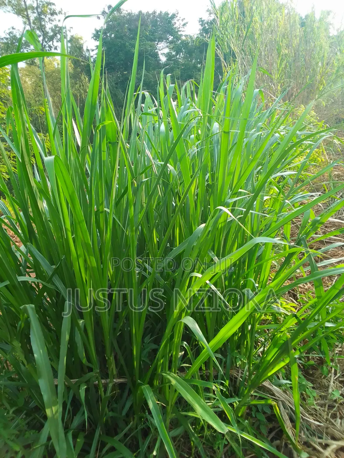 Super Nappier Grass
