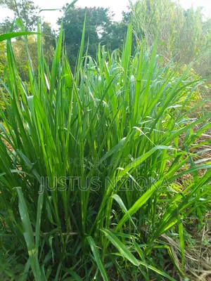 Super Nappier Grass