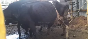 6 Months Incalf Fresian Cow