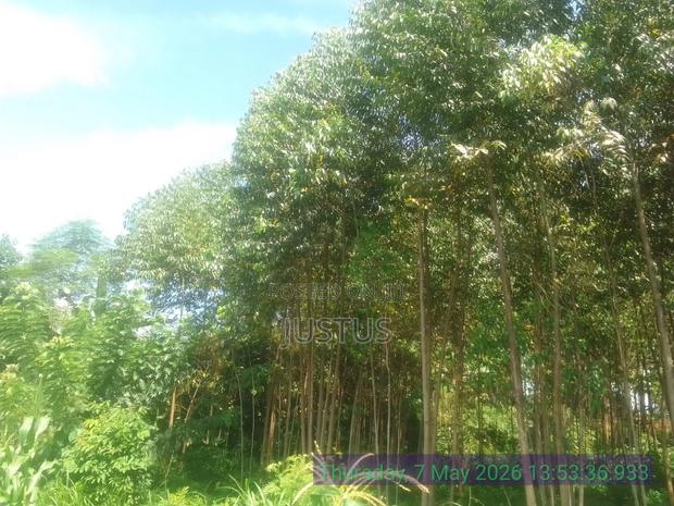 Eucalyptus - thumbnail 2