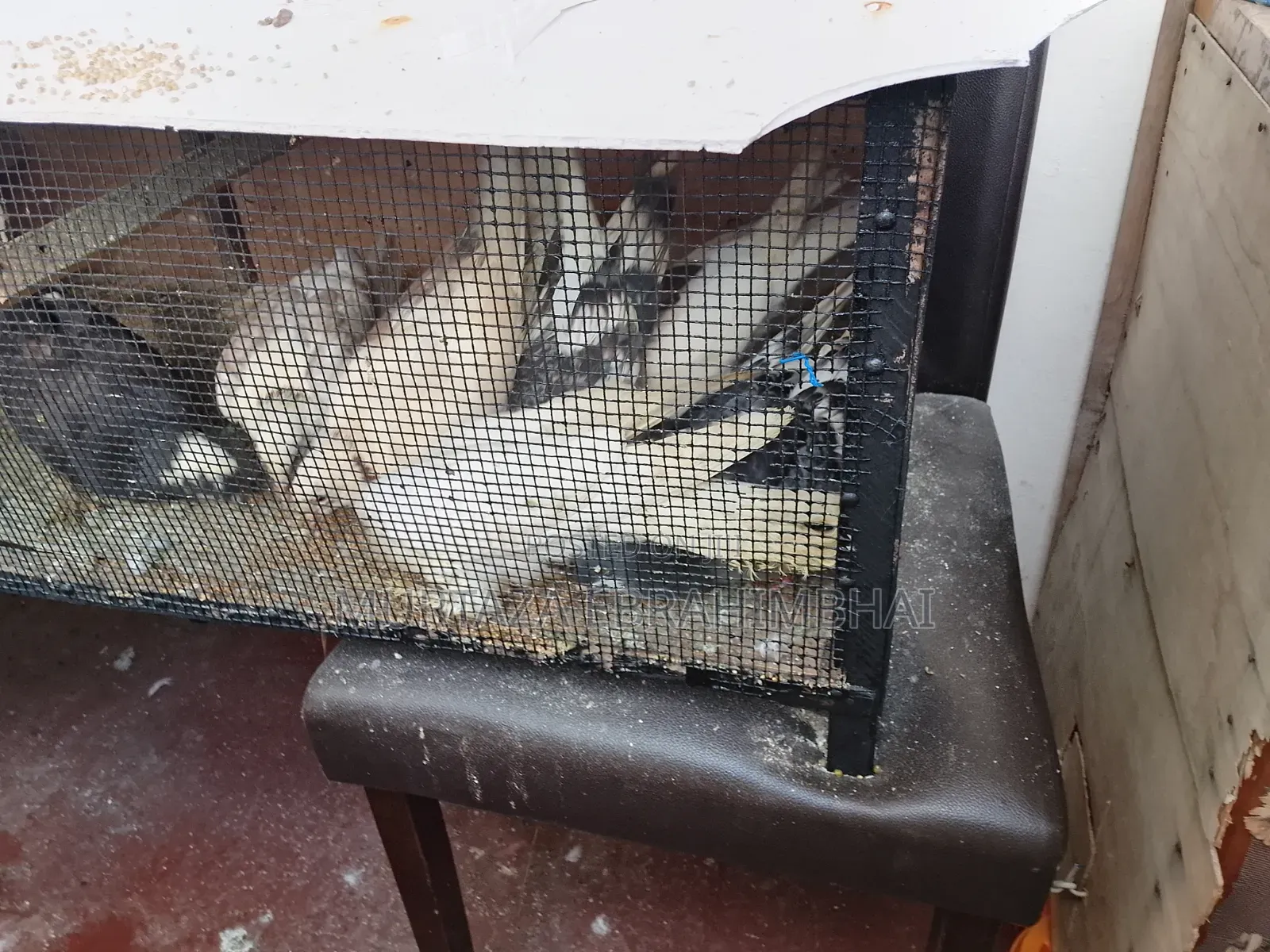 Selling Humming Pig