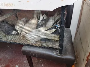 Selling Humming Pig