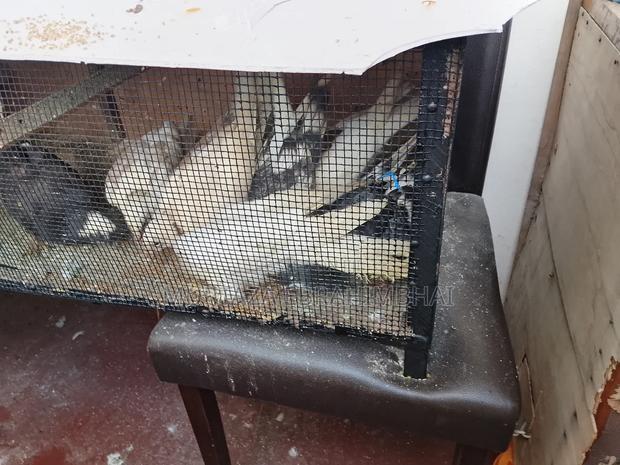 Selling Humming Pig