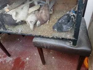Selling Humming Pig