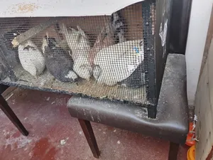 Selling Humming Pig