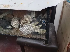 Selling Humming Pig