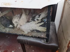 Selling Humming Pig
