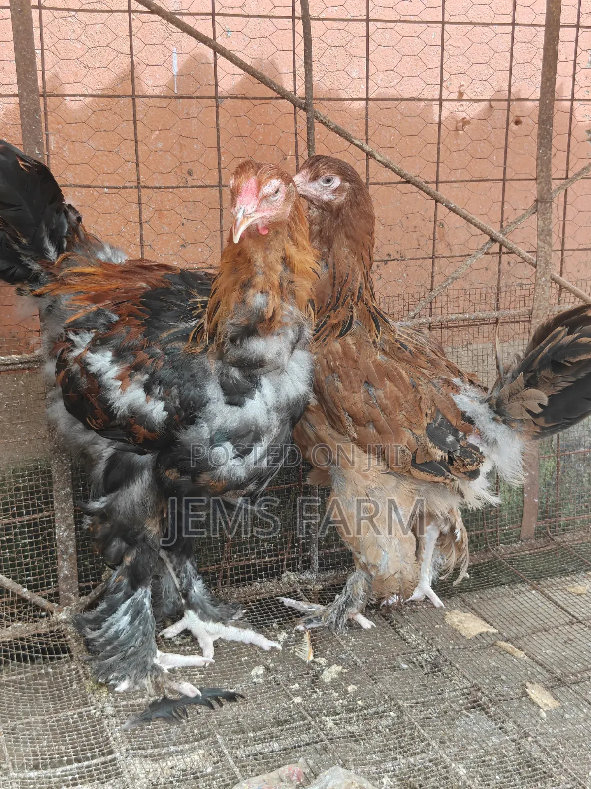 7 Months Brahma Pair