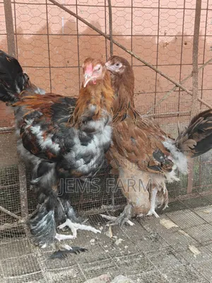 7 Months Brahma Pair