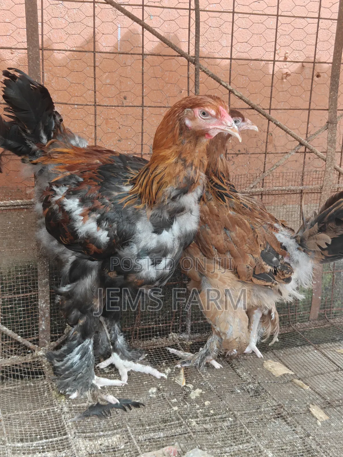 7 Months Brahma Pair