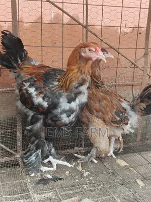 7 Months Brahma Pair