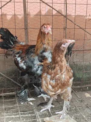 7 Months Brahma Pair