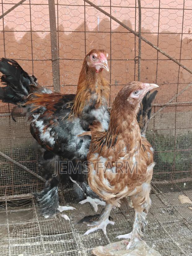7 Months Brahma Pair - thumbnail 3