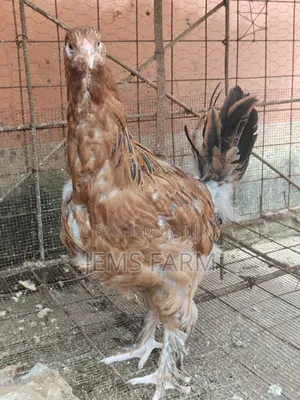 7 Months Brahma Pair