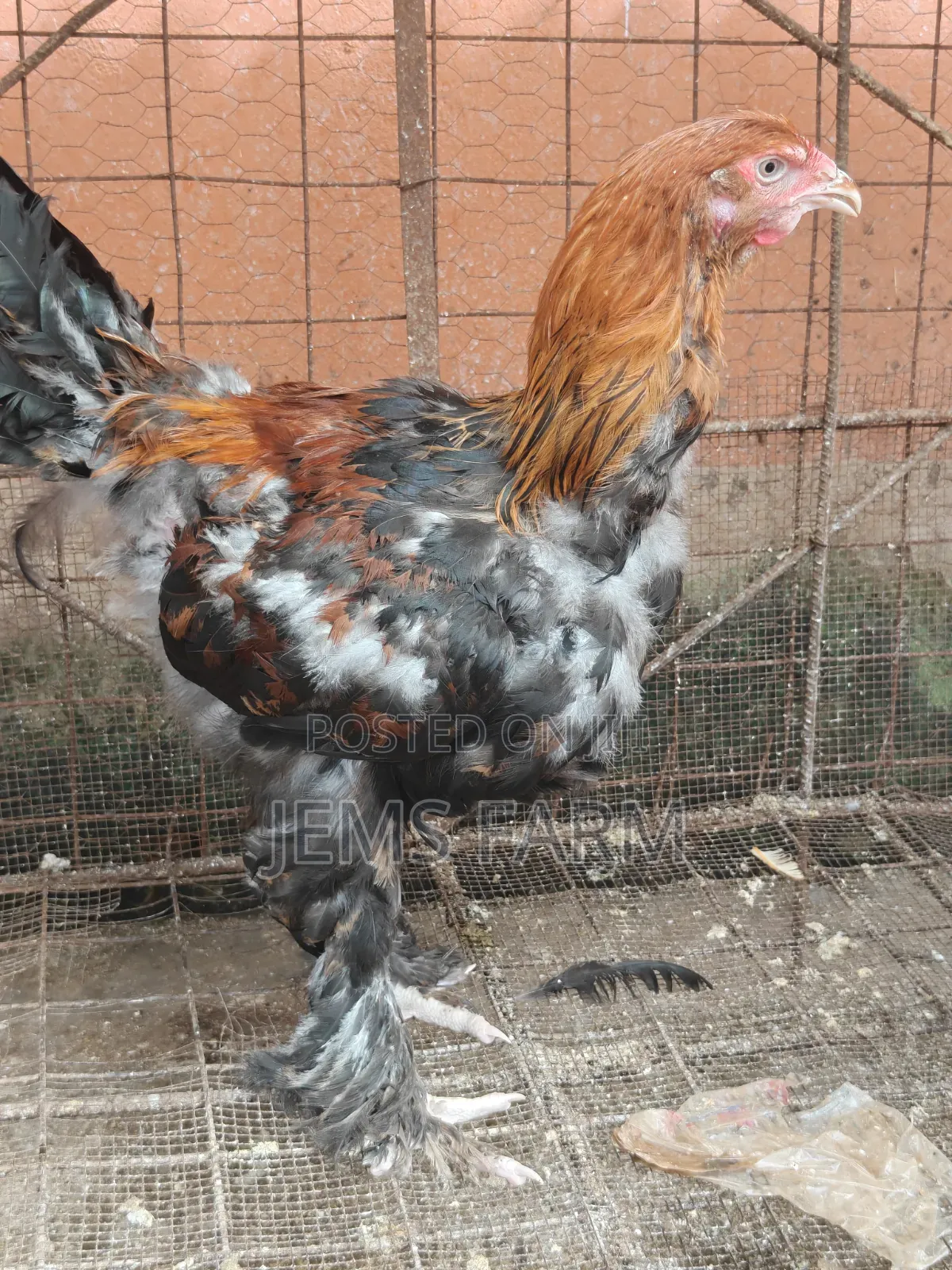 7 Months Brahma Pair