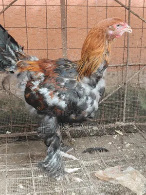 7 Months Brahma Pair