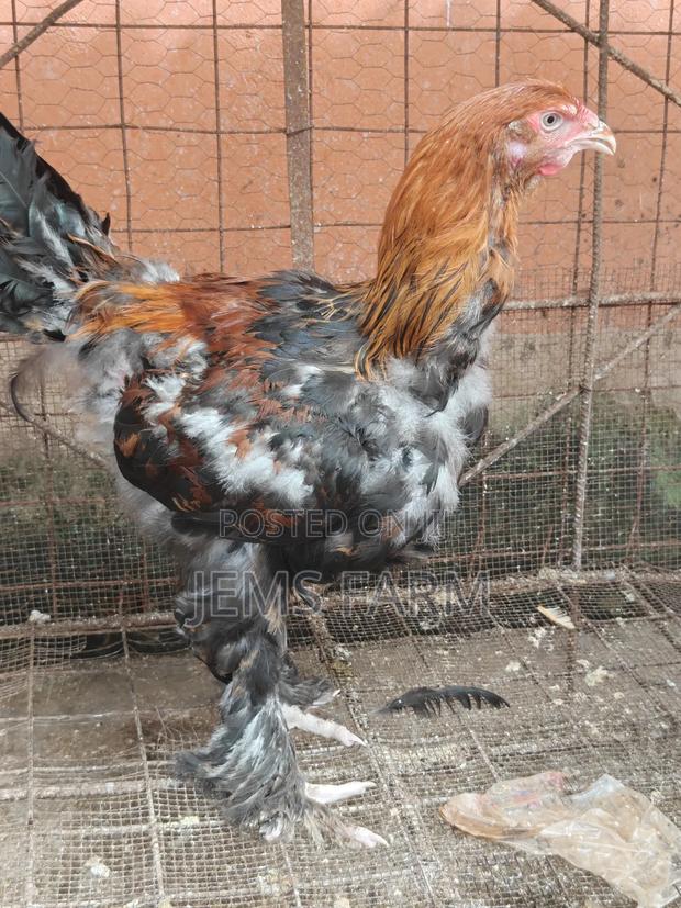 7 Months Brahma Pair - thumbnail 5