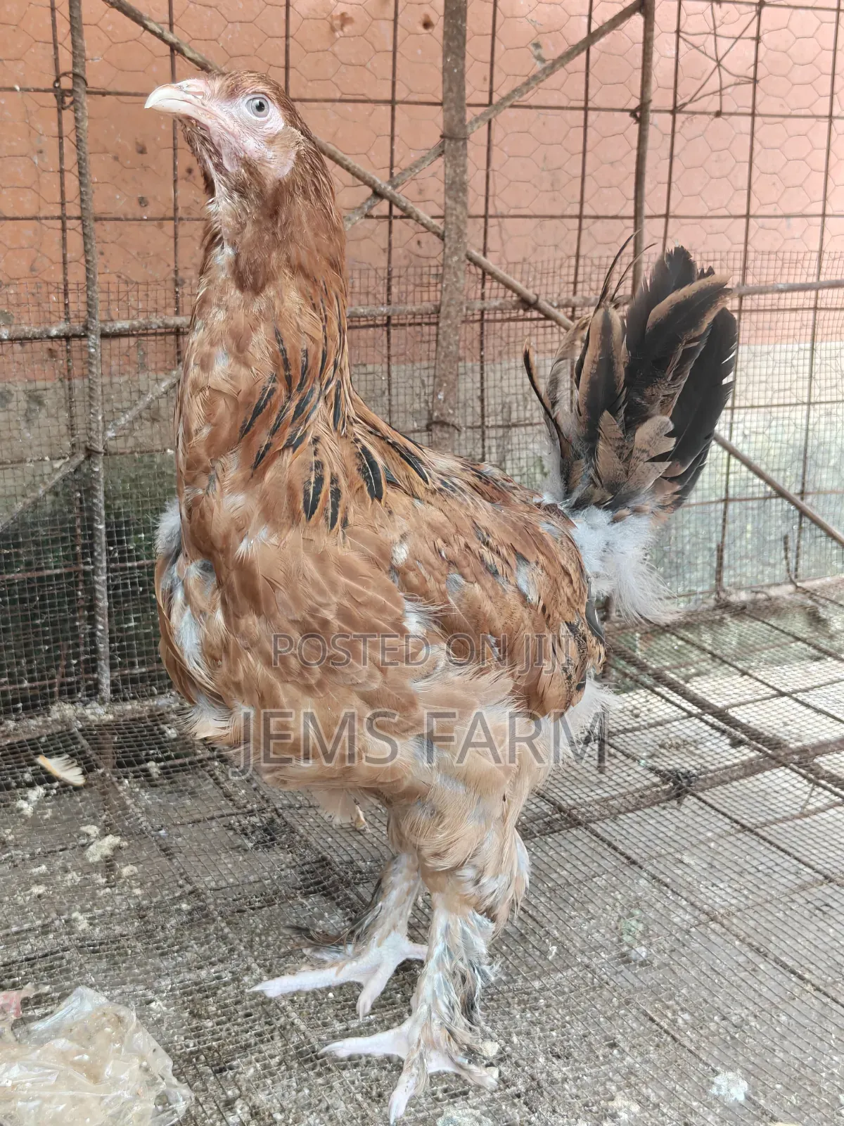 7 Months Brahma Pair