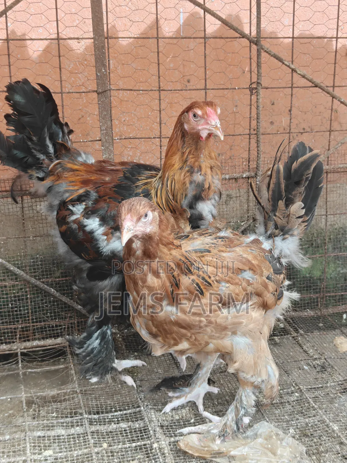 7 Months Brahma Pair