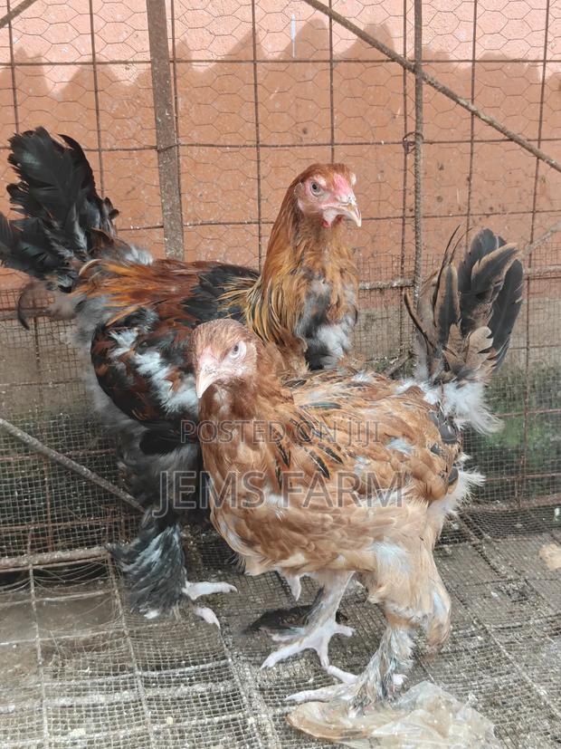 7 Months Brahma Pair - thumbnail 7