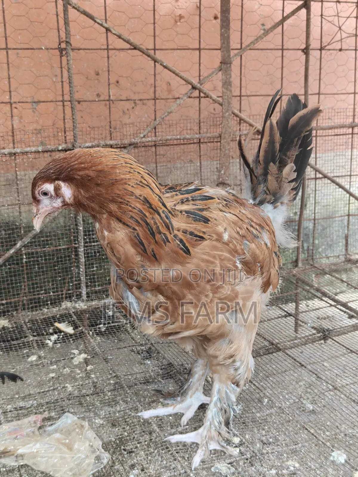 7 Months Brahma Pair