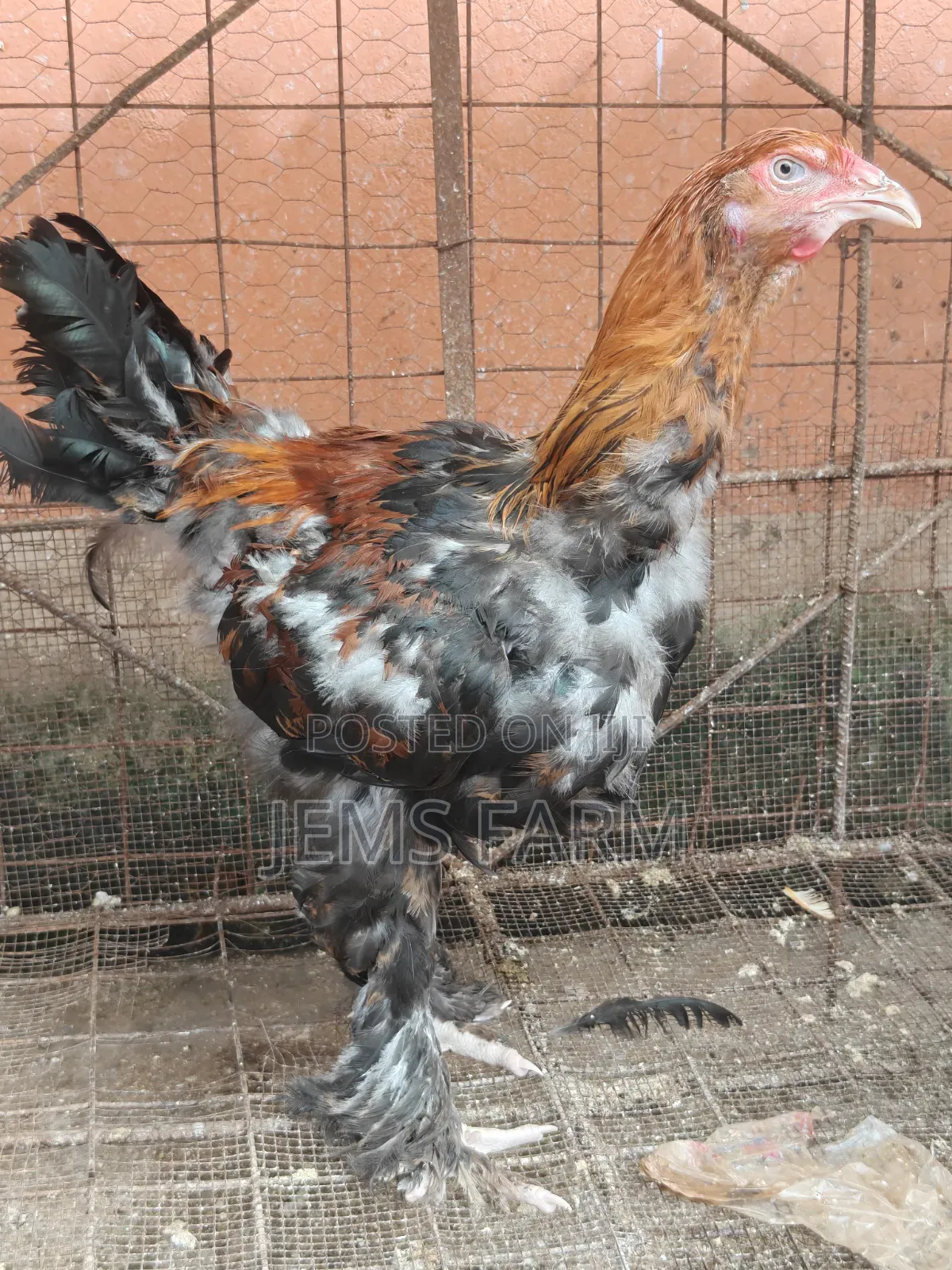 7 Months Brahma Pair