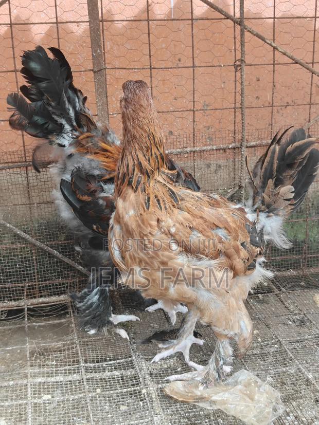 7 Months Brahma Pair - thumbnail 10