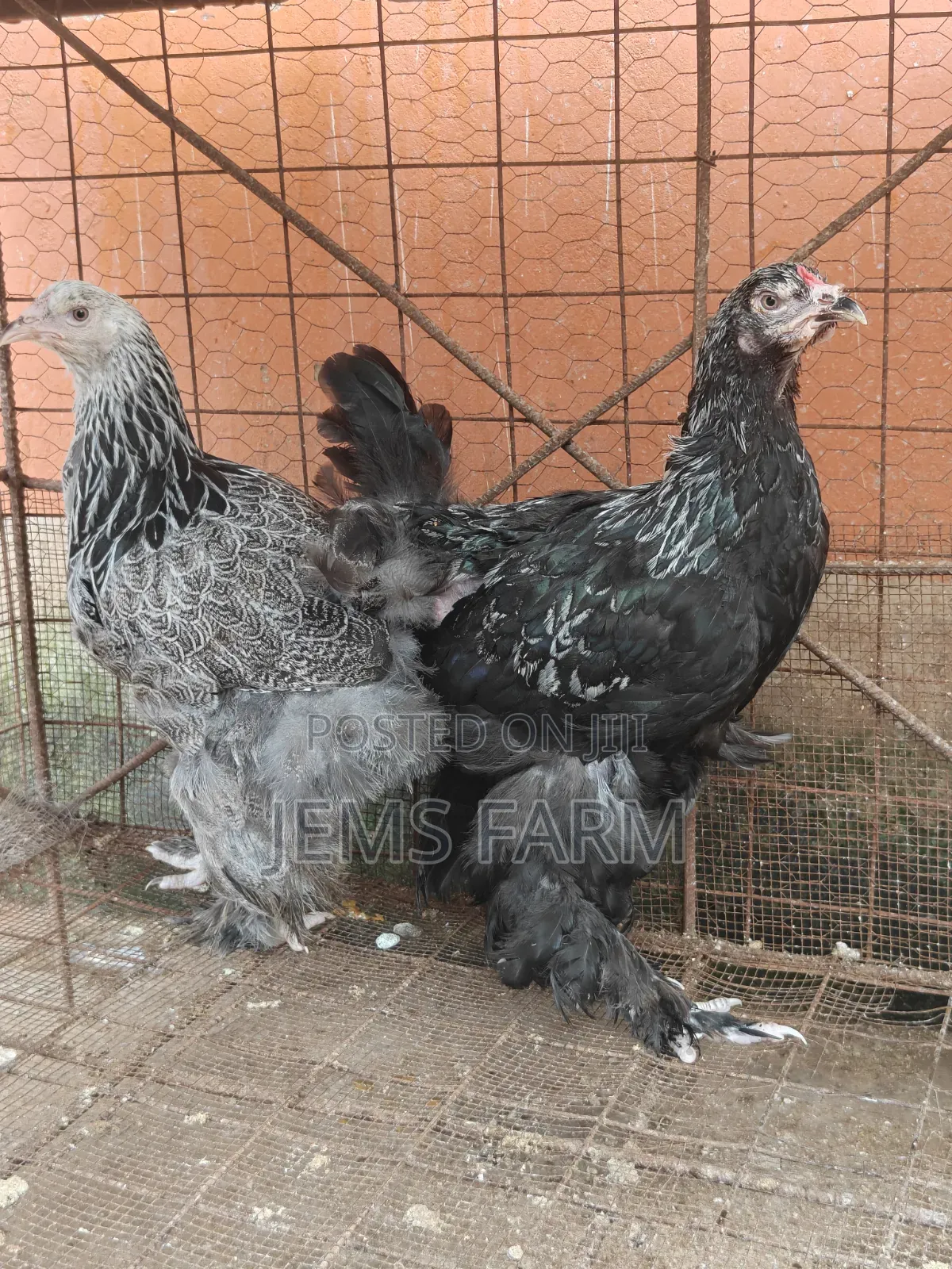 7 Months Old Silver Patridge Brahma Pair