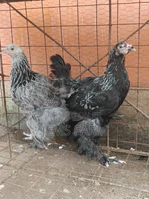 7 Months Old Silver Patridge Brahma Pair