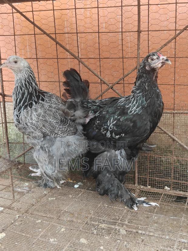 7 Months Old Silver Patridge Brahma Pair
