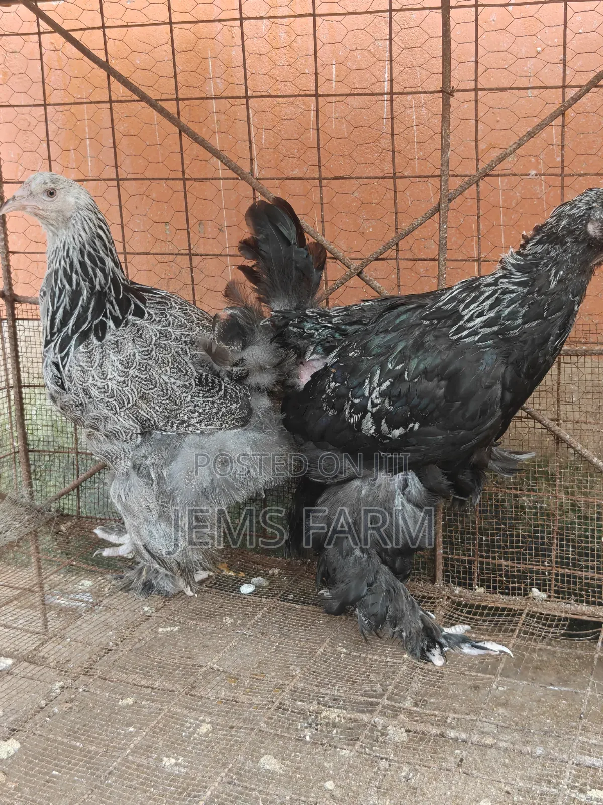 7 Months Old Silver Patridge Brahma Pair