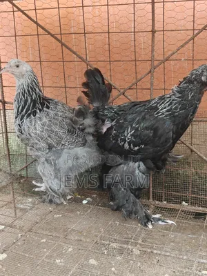 7 Months Old Silver Patridge Brahma Pair