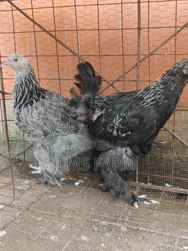 7 Months Old Silver Patridge Brahma Pair - thumbnail 2