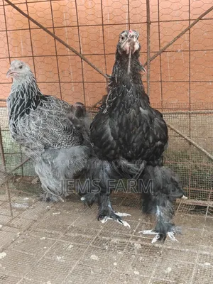 7 Months Old Silver Patridge Brahma Pair