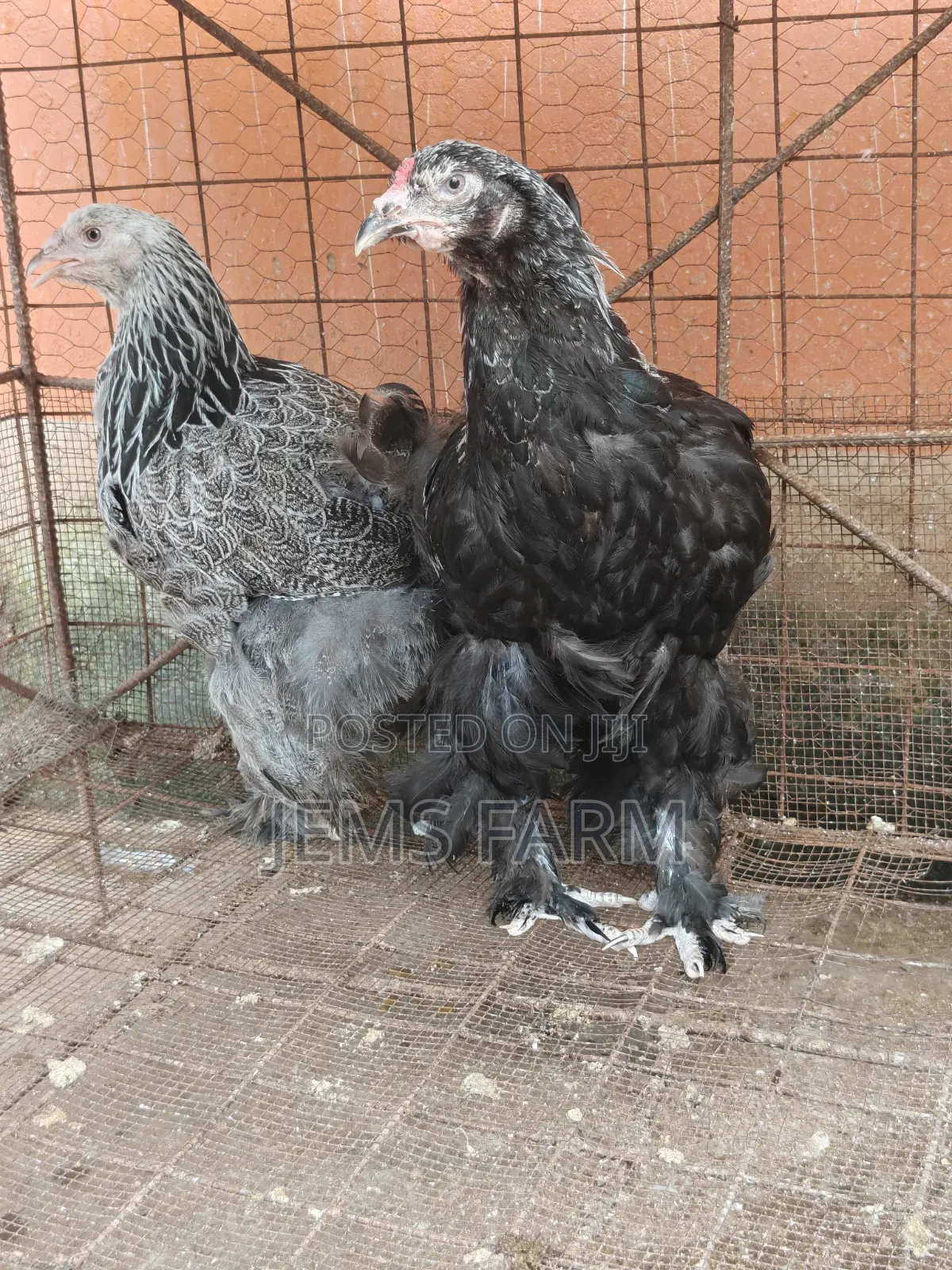 7 Months Old Silver Patridge Brahma Pair