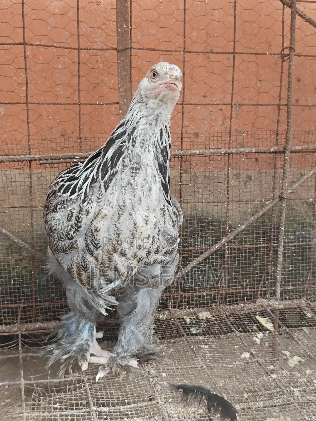 7 Months Old Silver Patridge Brahma Pair