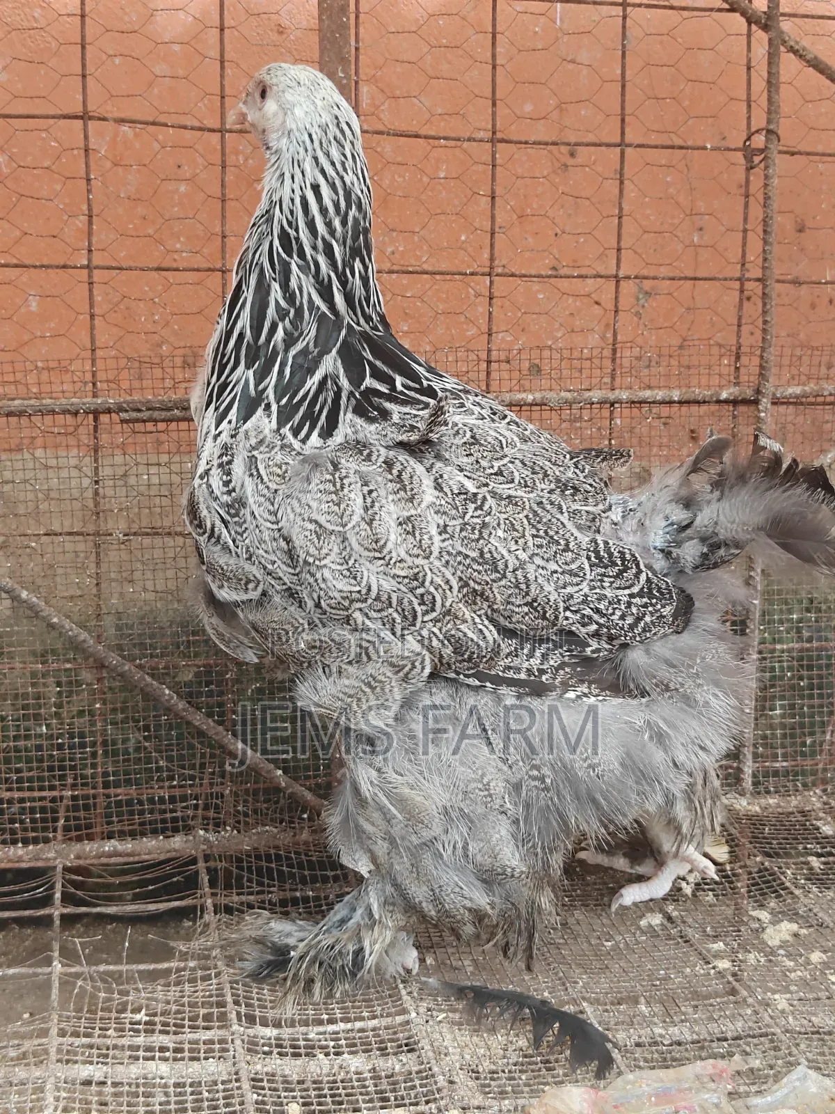 7 Months Old Silver Patridge Brahma Pair