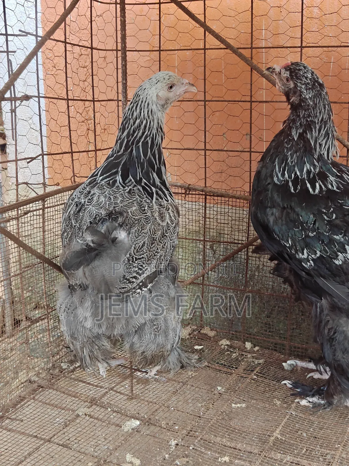 7 Months Old Silver Patridge Brahma Pair