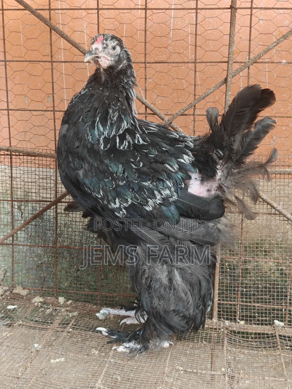 7 Months Old Silver Patridge Brahma Pair